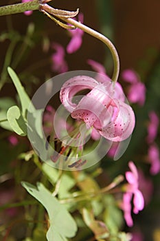 Growing pink Lilium tigrinum close up