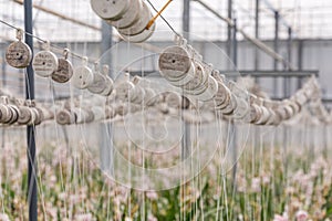 Growing pink orchids in a huge greenhouse