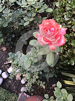 Growing Pink Rose with a Green Canvas photo