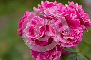 Growing pink roses after rain