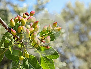 Growing pistachios on the branch of pistachio tree.