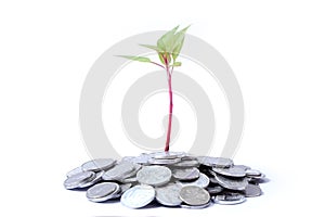 Growing plant on coins isolated on white background