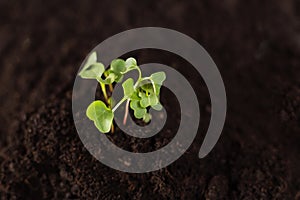Growing plant. copy space. green plant surface top view textured background photo