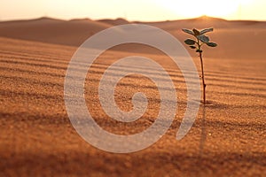 A growing plant on a dry desert land at sunrise