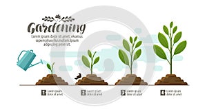 Growing plant. gardening, horticulture infographic. Agriculture, farming development, nature, sprout concept. Vector