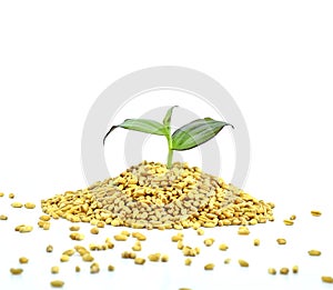 Growing Plant on grains of wheal on white background