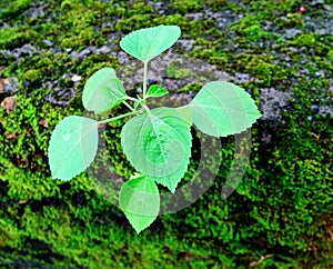 Growing plant on grunge cement wall survival concept photo