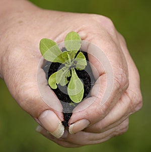 Growing plant in hand