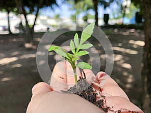 Growing a plant, handing and nurturing tree growing on fertile soil.