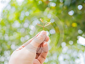 Growing a plant. Hands holding and nurturing tree