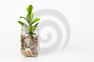 Growing plant from a jar full of coins