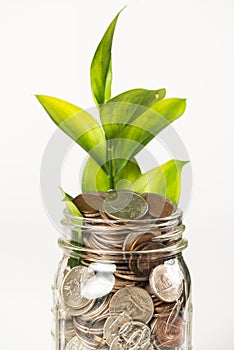 Growing plant from a jar full of coins