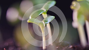 Growing Plant in morning light