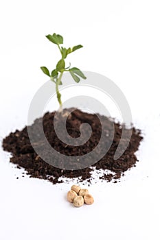 Growing plant pea and seeds in soil