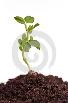 Growing plant pea in soil