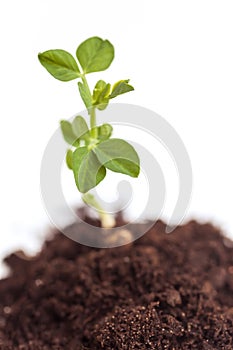 Growing plant pea in soil