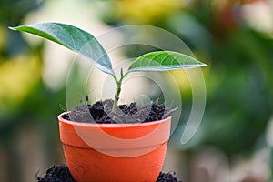 Growing plant planting flowers in pot with soil on nature green garden background