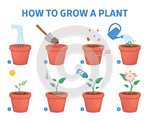 Growing a plant in the pot guide.