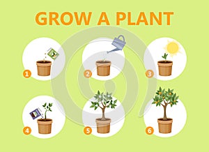 Growing a plant in the pot guide.