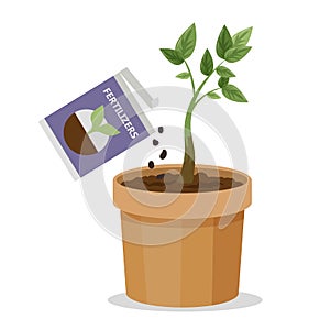 Growing plant in the pot using plant fertilizer photo