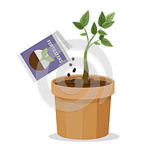 Growing plant in the pot using plant fertilizer