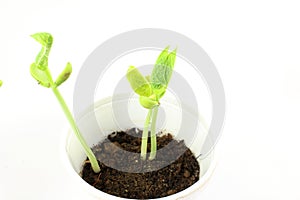 Growing plant seeds in pot soil isolated on white background