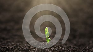 Growing Plant in Spring Time Lapse, Sprout Germination From Seed in Light Beam