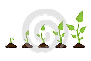 Growing plant stages. Infographic arbor. Isolated vector illustration.