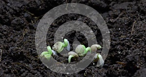 Growing plant time lapse video. Growth of radish sprouts