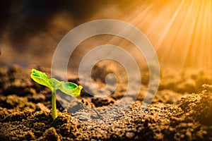 Growing plant . Young plant in the morning and light on ground background.