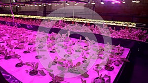 Growing plants by aquaponics under special lamps