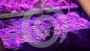 Growing plants by aquaponics under special lamps