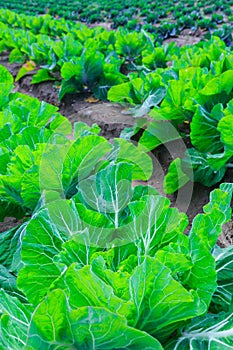 Growing plants of cabbage Ñ–n a bed rows red soil on a farmland.