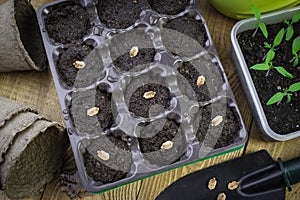 Growing plants in cassettes with pressed peat pellets.