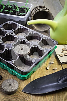 Growing plants in cassettes with pressed peat pellets.