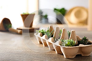 Growing plants in egg box, space for text