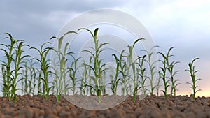 Growing plants on a field