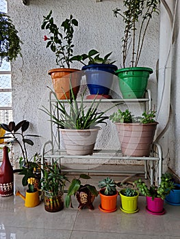 Growing plants in home terrace balcony