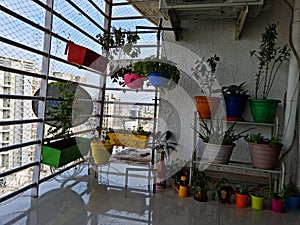 Growing plants in home terrace balcony