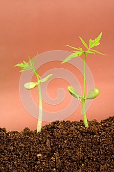 Growing plants-New life