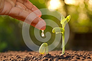 Growing plants. Plant seedling. Hand nurturing and watering young plants growing.