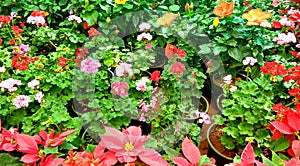 Growing plants Pot plants and flowers gardenning photo