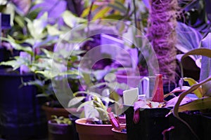 Growing plants in purple light, breeding new varieties and species. LED and Photoperiodism concept, smart farm for new plants