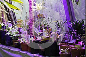 Growing plants in purple light, breeding new varieties and species. LED and Photoperiodism concept, smart farm for new plants