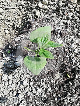 Growing plants from seed,begetting green plant, concept of new life, seeds that germinate,the development of a young plant from th