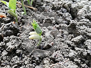 Growing plants from seed,begetting green plant, concept of new life, seeds that germinate development of a young plant where the s