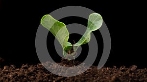 Growing plants in spring, timelapse. Sprouts germination newborn Green seedling