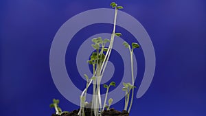 Growing plants in timelapse, dying plant, sprouts germination newborn small plant in greenhouse agriculture, extreme
