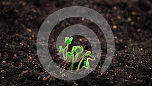 Growing plants in timelapse, sprouts germination newborn arugula plant in greenhouse agriculture