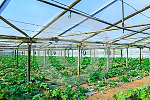 Growing plants a zucchini in a red soil inside plantation greenhouse. Concept farming, food production.